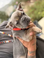Tyrone , a male French Bulldog for sale in Valley Center, CA – 2 of 7