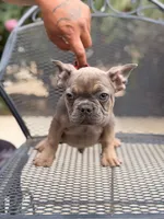 Tyrone , a male French Bulldog for sale in Valley Center, CA – 3 of 7