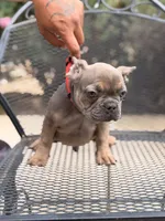 Tyrone , a male French Bulldog for sale in Valley Center, CA – 4 of 7