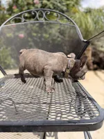 Joker , a male French Bulldog for sale in Valley Center, CA – 6 of 6