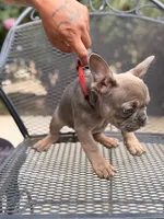Tyrone , a male French Bulldog for sale in Valley Center, CA – 5 of 7