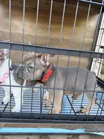 Tyrone , a male French Bulldog for sale in Valley Center, CA – 6 of 7