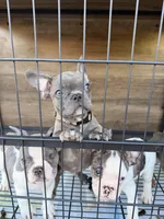Joker , a male French Bulldog for sale in Valley Center, CA – 3 of 6
