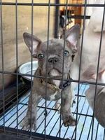 Joker , a male French Bulldog for sale in Valley Center, CA – 2 of 6