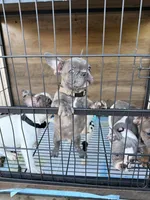 Joker , a male French Bulldog for sale in Valley Center, CA – 1 of 6