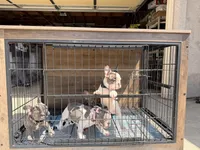 Joker , a male French Bulldog for sale in Valley Center, CA – 4 of 6