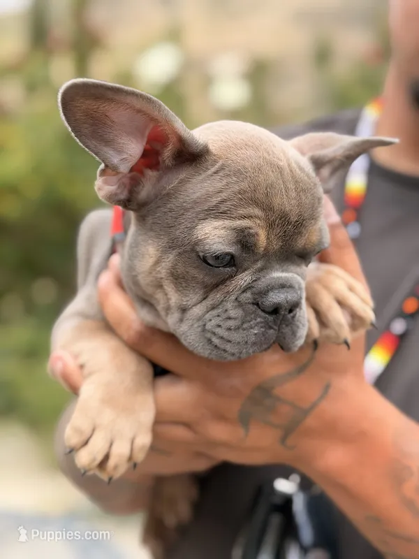 Tyrone  – French Bulldog puppy for sale in Valley Center, CA