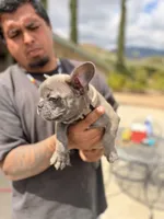 Joker , a male French Bulldog for sale in Valley Center, CA – 5 of 6