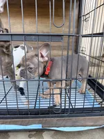 Tyrone , a male French Bulldog for sale in Valley Center, CA – 7 of 7