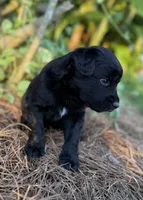 Quinton, a male Border Collie for sale in Dublin, GA – 4 of 5