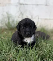 Rider, a male Border Collie for sale in Dublin, GA – 3 of 6