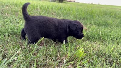 Tristin, a male Border Collie for sale in Dublin, GA – 7 of 7