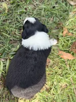 Delight, a female Australian Shepherd and Border Collie for sale in Dublin, GA – 6 of 6
