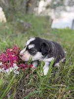 Jenica, a female Border Collie for sale in Dublin, GA – 4 of 5