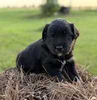 Chad, a male Border Collie for sale in Dublin, GA – 1 of 7