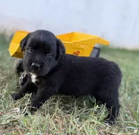 Tristin, a male Border Collie for sale in Dublin, GA – 3 of 7