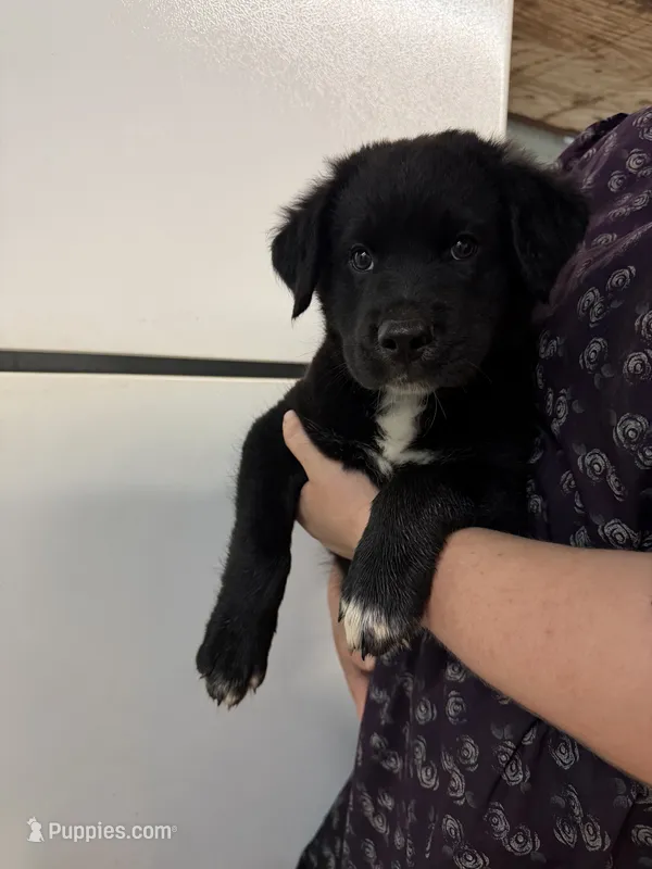 Tristin – Border Collie puppy for sale in Dublin, GA
