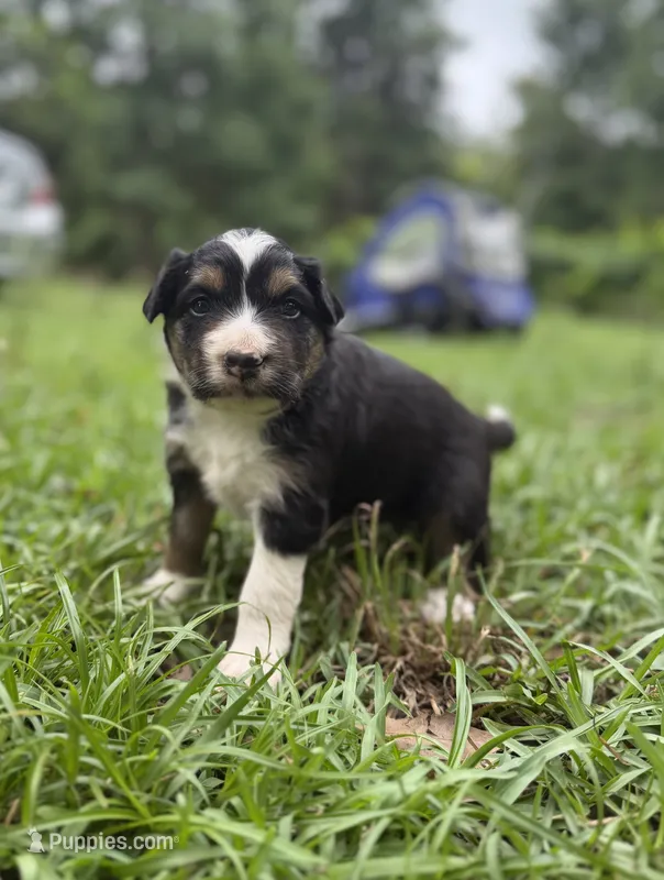 Arrow  – Australian Shepherd, Border Collie puppy for sale in Dublin, GA