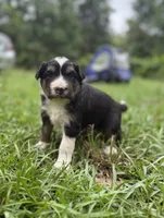 Arrow , a female Australian Shepherd and Border Collie for sale in Dublin, GA – 1 of 7