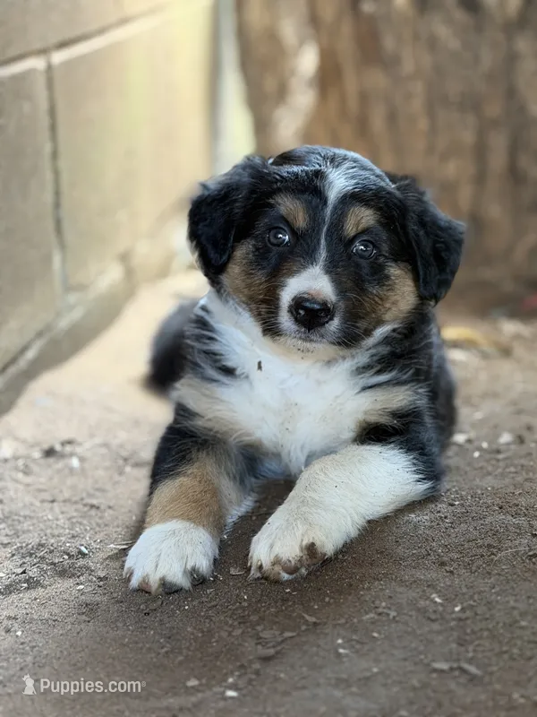 Arrow  – Australian Shepherd, Border Collie puppy for sale in Dublin, GA