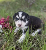 Jenica, a female Border Collie for sale in Dublin, GA – 1 of 5