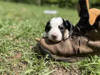 Spot, a female Australian Shepherd and Border Collie for sale in Dublin, GA – 5 of 5