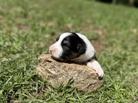 Delight, a female Australian Shepherd and Border Collie for sale in Dublin, GA – 5 of 6