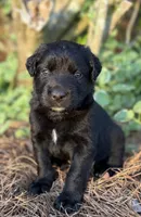 Quinton, a male Border Collie for sale in Dublin, GA – 2 of 5