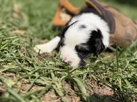 Spot, a female Australian Shepherd and Border Collie for sale in Dublin, GA – 2 of 5