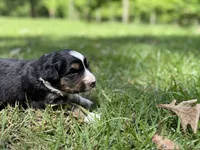 Arrow , a female Australian Shepherd and Border Collie for sale in Dublin, GA – 3 of 7