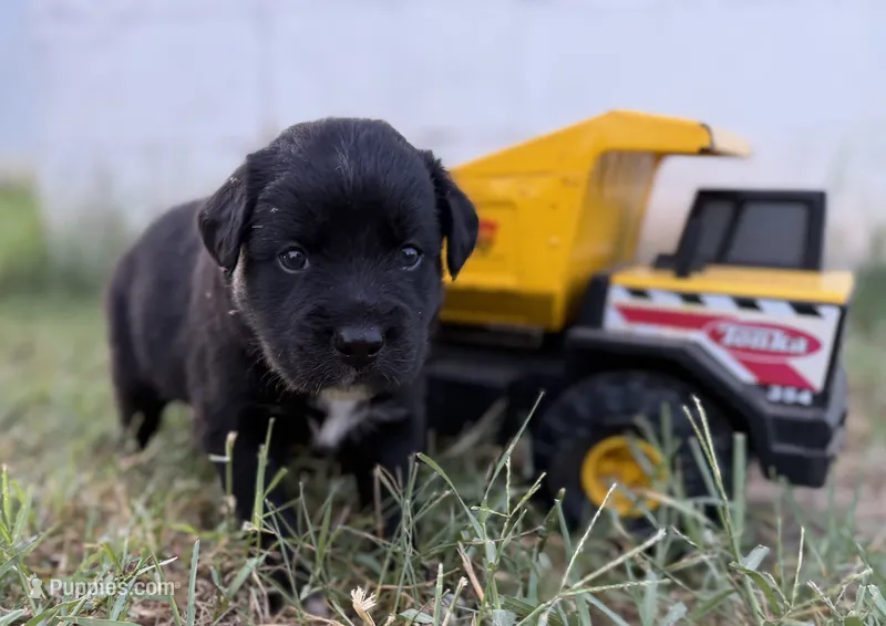 Tristin – Border Collie puppy for sale in Dublin, GA