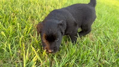 Quinton, a male Border Collie for sale in Dublin, GA – 5 of 5