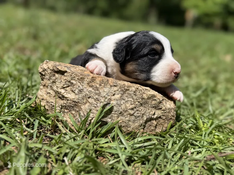 Delight – Australian Shepherd, Border Collie puppy for sale in Dublin, GA