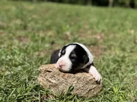 Delight, a female Australian Shepherd and Border Collie for sale in Dublin, GA – 4 of 6