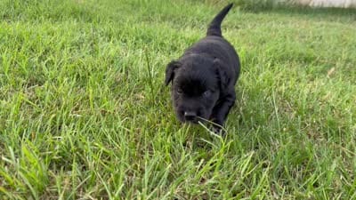 Toby, a male Border Collie for sale in Dublin, GA – 5 of 5