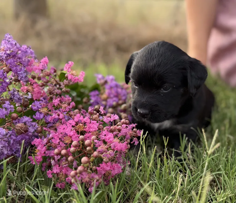 Chis – Border Collie puppy for sale in Dublin, GA