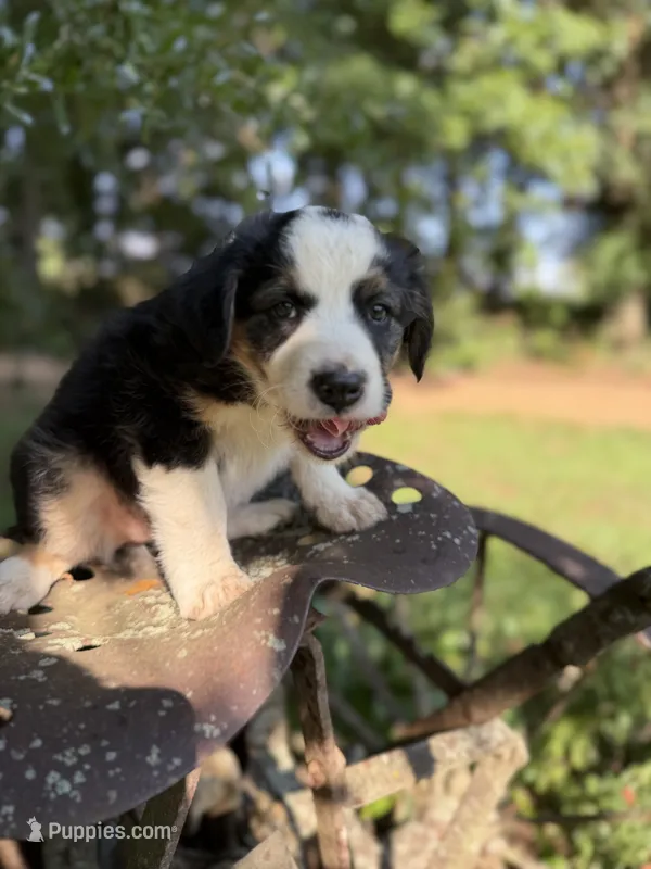 Spot – Australian Shepherd, Border Collie puppy on hold in Dublin, GA