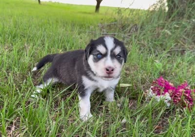 Jenica, a female Border Collie for sale in Dublin, GA – 5 of 5