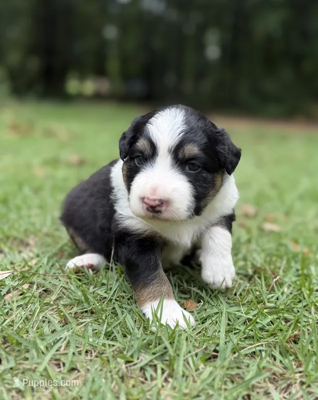 Summer – Australian Shepherd, Border Collie puppy for sale in Dublin, GA