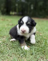 Summer, a female Australian Shepherd and Border Collie for sale in Dublin, GA – 1 of 6