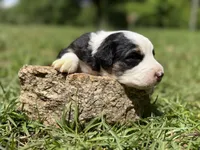 Spot, a female Australian Shepherd and Border Collie for sale in Dublin, GA – 4 of 5
