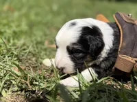 Spot, a female Australian Shepherd and Border Collie for sale in Dublin, GA – 3 of 5