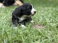 Rose, a female Australian Shepherd and Border Collie for sale in Dublin, GA – 3 of 7