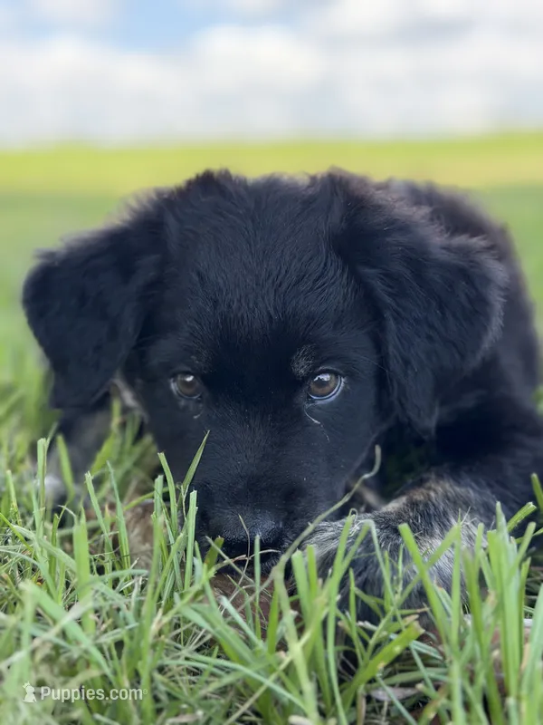 Chad – Border Collie puppy for sale in Dublin, GA