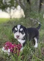 Jenica, a female Border Collie for sale in Dublin, GA – 3 of 5