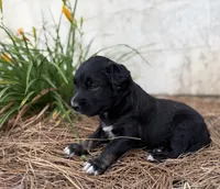 Daisy , a female Border Collie for sale in Dublin, GA – 3 of 5
