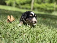 Arrow , a female Australian Shepherd and Border Collie for sale in Dublin, GA – 4 of 7