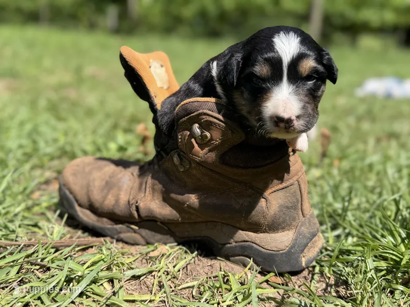 Arrow  – Australian Shepherd, Border Collie puppy for sale in Dublin, GA