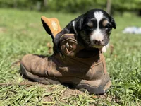 Arrow , a female Australian Shepherd and Border Collie for sale in Dublin, GA – 5 of 7