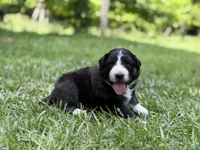 Rose, a female Australian Shepherd and Border Collie for sale in Dublin, GA – 5 of 7